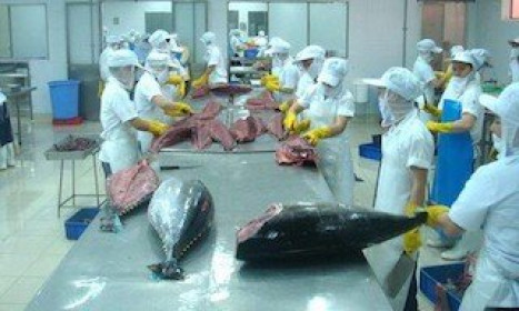 Xuất khẩu cá ngừ sang thị trường Italia tăng mạnh