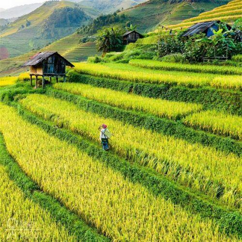Ruộng bậc thang Mù Cang Chải vừa được công nhận Di tích Quốc gia đặc biệt, dự sẽ ngày càng hot trên bản đồ du lịch Việt