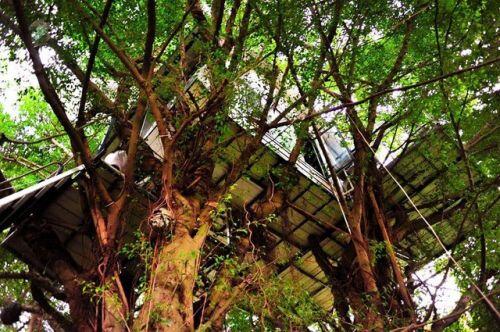 Cận cảnh những ngôi nhà “treo mình” trên cây, “độc” nhất Việt Nam