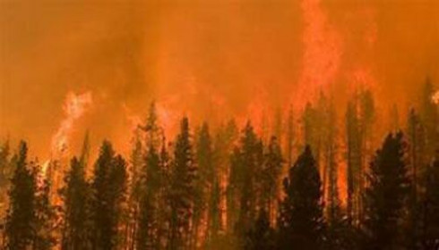 Những con số biết nói trong đại thảm họa cháy rừng ở Australia