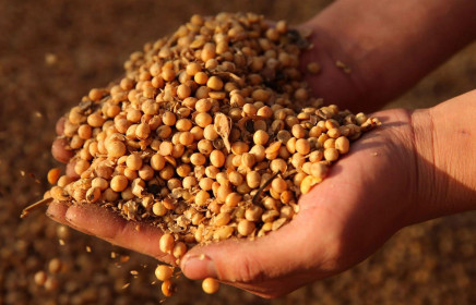 Trung Quốc không điều chỉnh hạn ngạch nhập khẩu ngũ cốc, bất chấp thỏa thuận với Mỹ