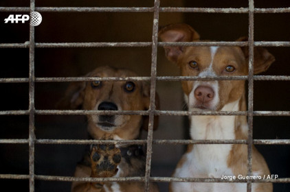 Lao động Việt bị tù giam, phạt hơn 770 triệu đồng vì giết và ăn thịt chó