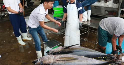 Ngư dân “méo mặt” vì cá ngừ đại dương khan hiếm mà giá lại thấp