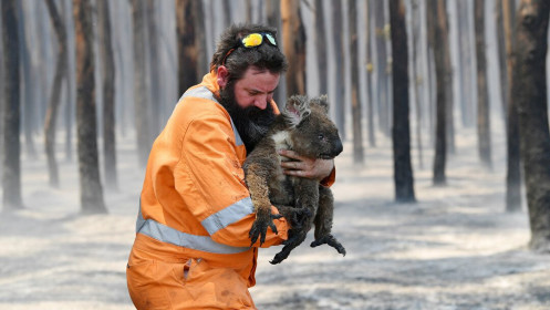 1,25 tỉ động vật chết do cháy rừng tại Úc