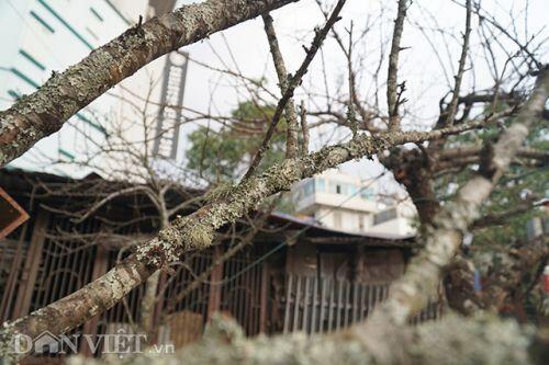 Cành đào rừng 10 năm tuổi được rao bán 200 triệu đồng ở Hà Nội