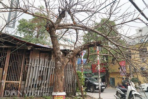 Cành đào rừng 10 năm tuổi được rao bán 200 triệu đồng ở Hà Nội