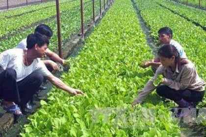 Doanh nghiệp Nhật Bản muốn đầu tư nông nghiệp công nghệ cao ở Bạc Liêu
