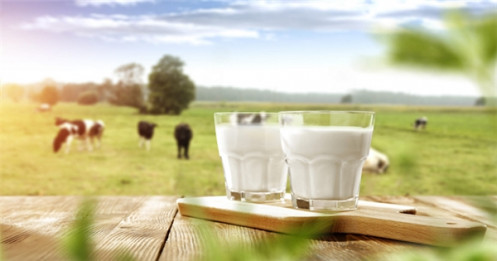 Dự báo không lạc quan của ngành sữa năm 2020