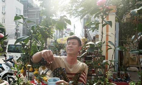 Cây hồng trà độc nhất vô nhị ở Hà Nội được rao bán với giá “rẻ giật mình”