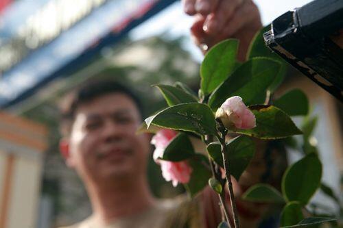 Cây hồng trà độc nhất vô nhị ở Hà Nội được rao bán với giá “rẻ giật mình”