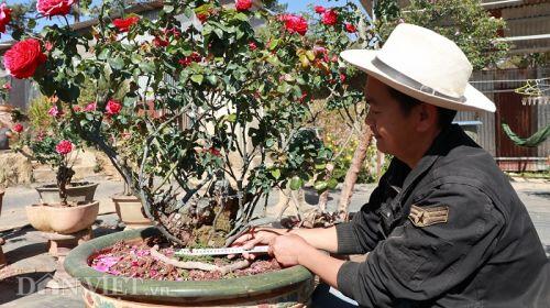 'Cụ' hồng cổ Pháp 70 năm tuổi trả 100 triệu, chủ 'kiêu' chưa bán