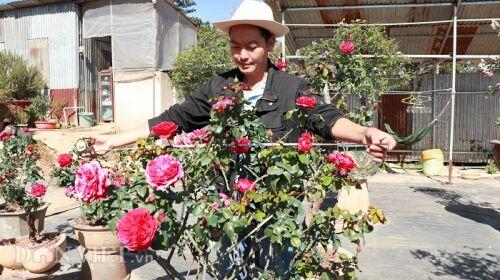 'Cụ' hồng cổ Pháp 70 năm tuổi trả 100 triệu, chủ 'kiêu' chưa bán