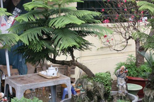 Vạn tuế bonsai chơi Tết cổ truyền giá cả chục triệu đồng/chậu