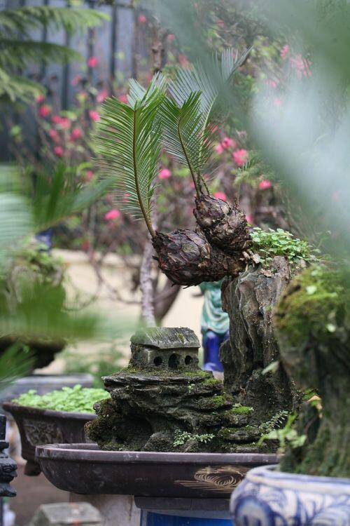 Vạn tuế bonsai chơi Tết cổ truyền giá cả chục triệu đồng/chậu