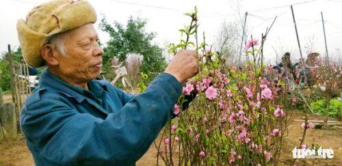Đào Nhật Tân: Vào tận vườn chọn cành, ngã giá