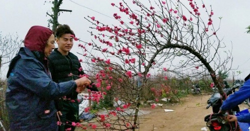 Đào Nhật Tân: Vào tận vườn chọn cành, ngã giá