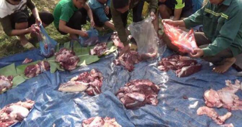Giá lợn tăng cao vì dịch tả, dân chuyển sang “đụng bò” ăn Tết