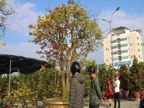 Mai cổ khủng khách trả 3 tỷ không bán cho thuê đã đút túi 100 triệu