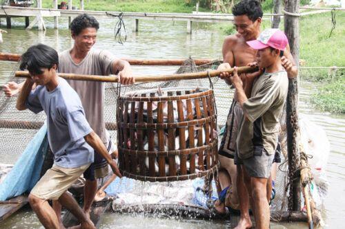 Tết về nhưng giá cá tra chạm đáy 'không ai thèm mua'