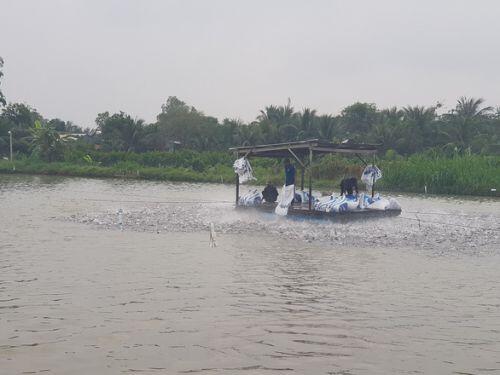 Tết về nhưng giá cá tra chạm đáy 'không ai thèm mua'