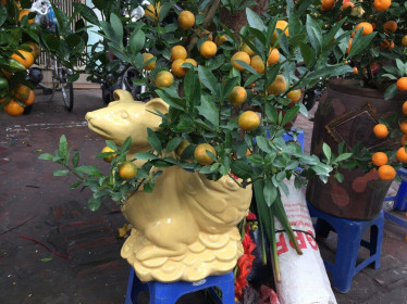 Hoa quả ngoại tràn ngập chợ, siêu thị ngày Tết
