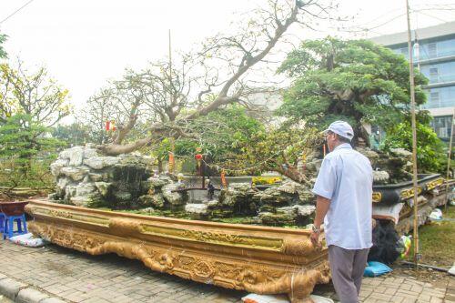 Trầm trồ trước cây mai vàng "dáng bay" gần 1 tỷ đồng ở chợ hoa Sài Gòn