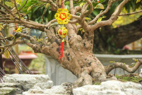 Trầm trồ trước cây mai vàng "dáng bay" gần 1 tỷ đồng ở chợ hoa Sài Gòn
