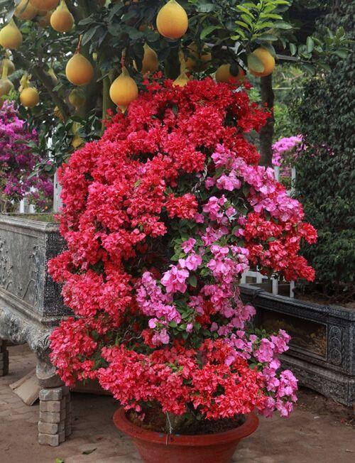 Bonsai hoa giấy Thái Lan hồng rực, giá chục triệu vẫn hút khách Hà thành