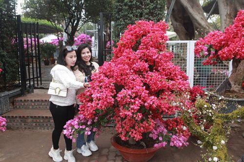 Bonsai hoa giấy Thái Lan hồng rực, giá chục triệu vẫn hút khách Hà thành