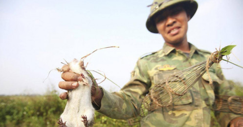 Người dân Hà Nội kiếm tiền triệu mỗi ngày từ nghề săn "cu tý"