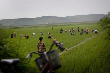 Vén màn bí mật cuộc sống của người nông dân ở Triều Tiên