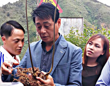 Loài sâm quý ở Lai Châu, vô tình thấy 1 củ bán 450 triệu đồng