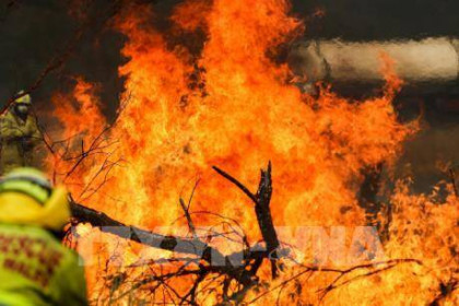 Australia ban bố tình trạng khẩn cấp tại vùng lãnh thổ thủ đô do cháy rừng