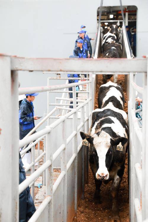 Tập đoàn TH đón gần 1.600 con bò sữa nhập khẩu từ Mỹ