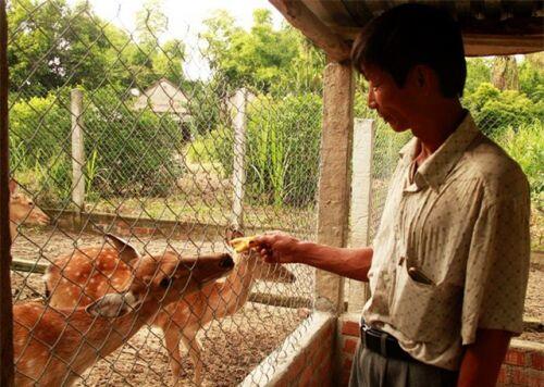 Bình Định: Ông nông dân thu tiền tỉ mỗi năm nhờ trồng rừng và nuôi hươu, nai