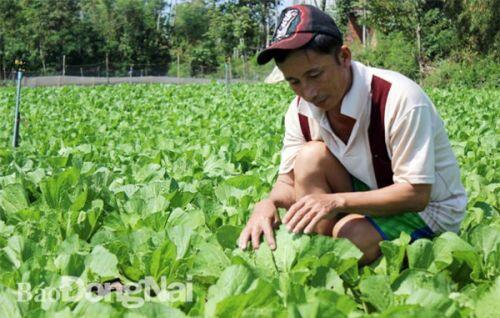 Đồng Nai: Thu hút vốn ngoại ''đổ'' vào nông nghiệp