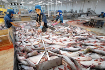 Mỹ điều tra lẩn tránh thuế với tôm, thủy sản Minh Phú  bị áp thuế 10%