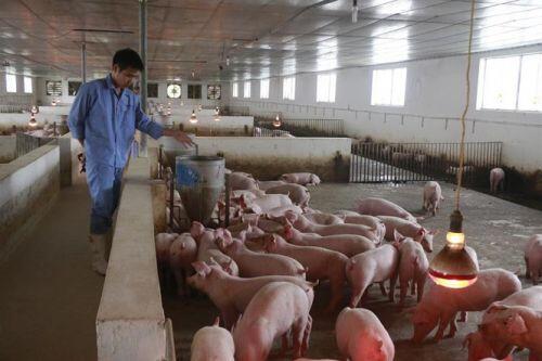 Kịch bản nhập khẩu 100 nghìn tấn thịt lợn bị ảnh hưởng