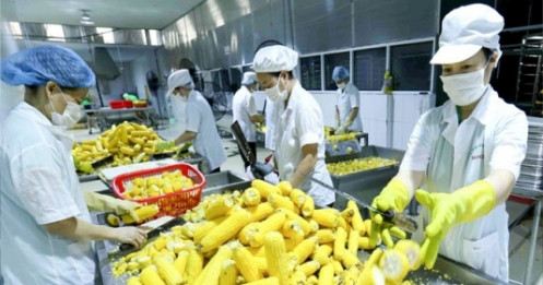 EVFTA: Cơ hội cho ngành nông nghiệp Việt Nam chinh phục thị trường 150 tỷ USD