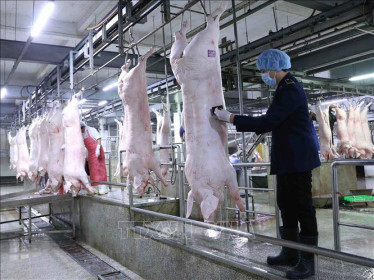 Nhiều doanh nghiệp đưa giá lợn xuống 75.000 đồng/kg​