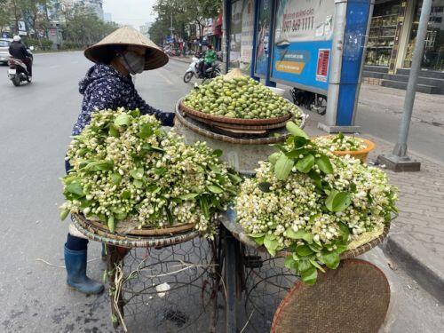 Hoa bưởi thơm ngát các con phố, giá tới nửa triệu đồng/kg