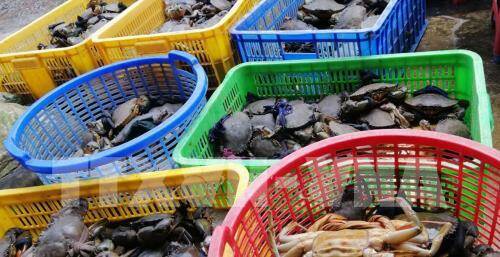 Cua biển Kiên Giang có nơi giá chỉ 110.000 đồng/kg mà vẫn ế