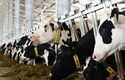 Thêm  1 nhà máy sản xuất sữa của Việt Nam đủ điều kiện xuất khẩu vào thị trường Trung Quốc