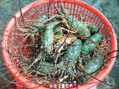 Sự thật về giá tôm hùm ở Phú Yên chỉ 200.000 đồng/kg