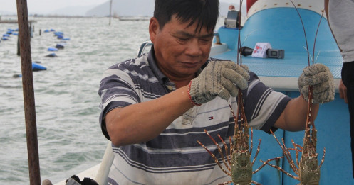 Sự thật về giá tôm hùm ở Phú Yên chỉ 200.000 đồng/kg