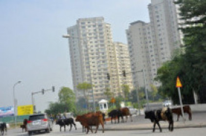 Thanh tra về đất đai loạt dự án bất động sản 'khủng' ở Hà Nội