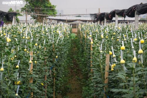 Giá hoa 8/3 giảm một nửa, người trồng lỗ nặng