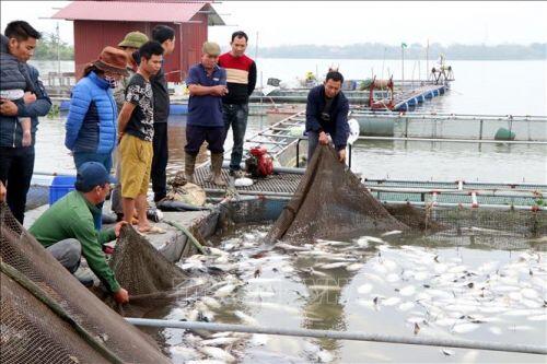 Hơn 100 tấn cá lồng chết trắng sau khi dòng nước đen chảy qua khu vực nuôi