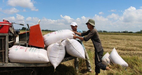 Tạm ngưng ký hợp đồng xuất khẩu gạo mới, hợp đồng đã ký sẽ xem xét cụ thể