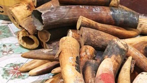 Nghệ An: Điều tra lái xe tải chở gần 230kg ngà voi đi tiêu thụ